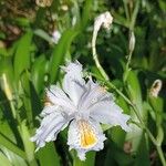 Iris japonica Çiçek