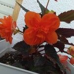 Begonia spp. Blüte