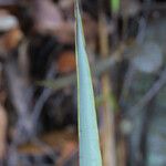 Yucca madrensis Leaf