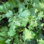 Artemisia princeps Leaf