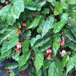 Begonia sutherlandii Foglia