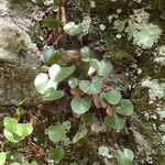 Adiantum reniforme Folio