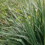 Sesleria caerulea Blad