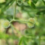 Galium spurium फल