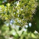 Pisonia aculeata फूल