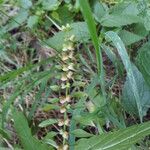 Scutellaria lateriflora Fruit