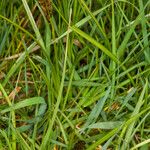 Carex disticha Habit