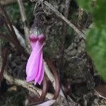 Cyclamen purpurascens Іншае