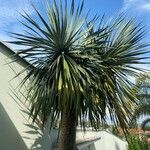 Yucca thompsoniana 叶