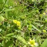 Ranunculus ophioglossifolius Gyümölcs