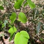 Viburnum lantanoides Leaf