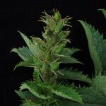Scrophularia pauciflora Habit
