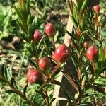 Chamelaucium uncinatum Fruit