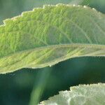 Rosa mollis Leaf