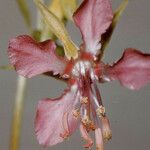 Clarkia rhomboidea Blüte