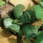 Adromischus cooperi Folha