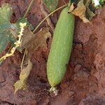 Luffa aegyptiaca Frucht