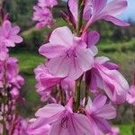 Watsonia borbonica (Pourr.) Goldblatt花