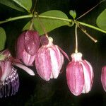 Passiflora gabrielliana Flower