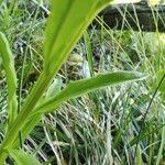 Erysimum witmannii Casca