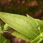 Trichostema brachiatum Folha