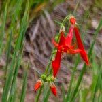 Ipomopsis aggregata Flors