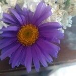 Aster alpinusFlower