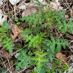 Polymnia canadensis Leaf