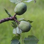 Sclerocarya birrea Плод