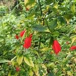 Malvaviscus penduliflorus Flower