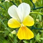 Viola lutea Flower