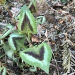 Hieracium maculatum Fuelha