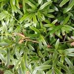 Podocarpus elatus Lehti