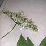 Chaerophyllum aromaticum 花