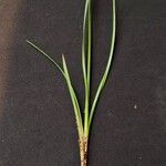 Cyperus luzulae Leaf