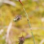 Carex magellanica Plod