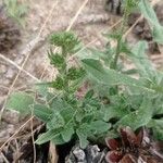 Echium arenarium Leaf