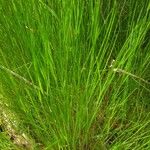 Eleocharis acicularis পাতা