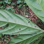 Cola acuminata Лист