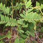 Machaerium isadelphum Leaf
