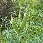 Lupinus angustifolius Fruit