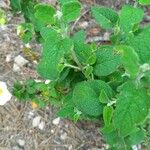 Cistus salviifolius Fuelha