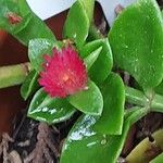 Mesembryanthemum cordifolium Blüte