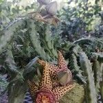 Huernia zebrina പുഷ്പം