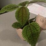 Pilea mollis Corteza