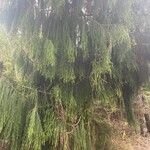 Dacrydium cupressinum Folla