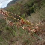 Themeda quadrivalvis Hàbitat