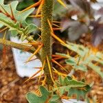 Solanum virginianum Кора