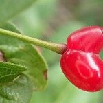 Lonicera alpigena Συνήθη χαρακτηριστικά