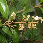 Miconia xalapensis Bloem